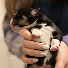 Mario - Black Miniature Australian Shepherd puppy in Pleasant Grove, Utah from Bishop Aussies