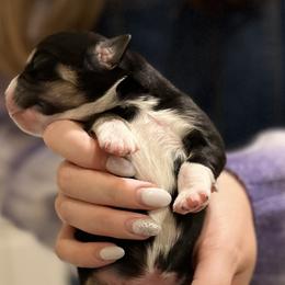 Mario - Black Miniature Australian Shepherd puppy in Pleasant Grove, Utah from Bishop Aussies