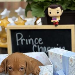 Prince Charming - Golden rust male Vizsla puppy in Bloomington, Indiana from Envizion