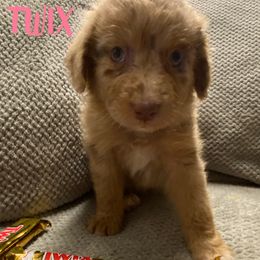Aussiedoodle and Australian Shepherd Puppies from Rainbow Ranch