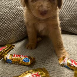 Aussiedoodle and Australian Shepherd Puppies from Rainbow Ranch
