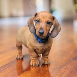 The Sophisticated One - Red male Dachshund puppy in Mountain Grove, Missouri from Blueprint K9 Dachshunds- www.BlueprintK9.com