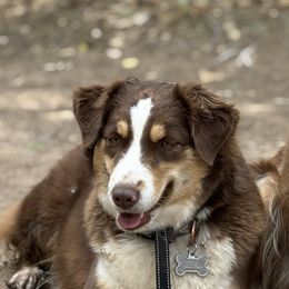 Miniature Australian Shepherd All Grown Up from Country Charm Mini Aussies