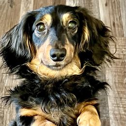 Pluto - Dachshund