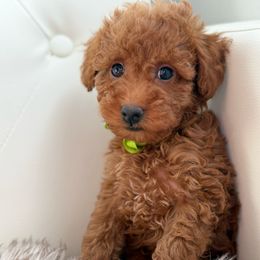 Boy 4 - male Poodle puppy in Gilbert, Arizona from My Poodle Bears
