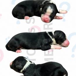 Whoopsie - Black tri male Miniature Australian Shepherd puppy in Oronogo, Missouri from Dutton's Show Me Farms