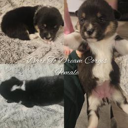 Girl 1 - Black and tan female Pembroke Welsh Corgi puppy in Ridgeville, Indiana from Bonvillian Pups