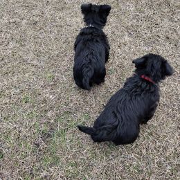 Scottish Terrier Puppies from Carsten's Scottish Terriers