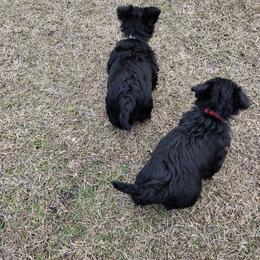 Scottish Terrier Puppies from Carsten's Scottish Terriers