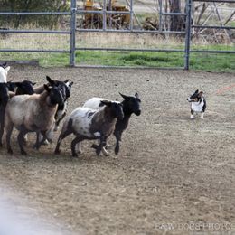 Belgian Sheepdogs and Pembroke Welsh Corgis from Empire Rebel Belgian’s