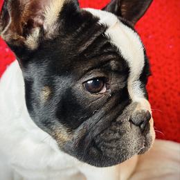 Cow - White and black female French Bulldog puppy in Indian Springs, Nevada from Spinner puppies