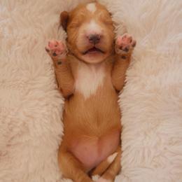 Daisy - Apricot female Goldendoodle puppy in San Tan Valley, Arizona from Golden Haven Puppies