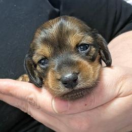 Miss Yellow - Brindle female Dachshund puppy in Virginia City, Nevada from V.C. Weenies