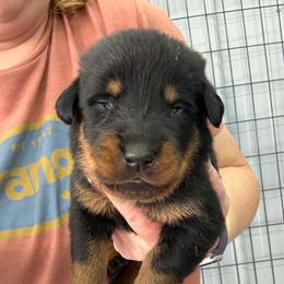 Teal - Black and rust female Beauceron puppy in Floyd’s Knobs, Indiana from Birdwing Beaucerons