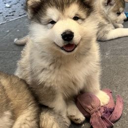 Alaskan Malamute Puppies from Sno-Ridge Alaskan Malamutes est 1972