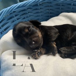 Dachshund Puppies from L & A Dachshunds
