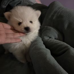 Cloud - White male Pomeranian puppy in Rhode Island from Heartfelt Kennels