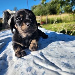 Brindle black and cream - Black and cream female Dachshund puppy in Onalaska, Washington from FairyTail Dachshunds