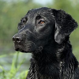 Labrador Retrievers from Ozatonka British Labs