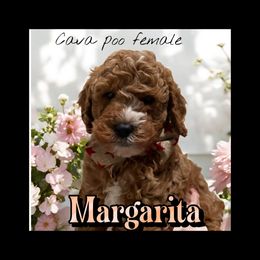 Margarita.   Pink Collar - Red female Cavapoo puppy in South Jordan, Utah from Diamond Companions