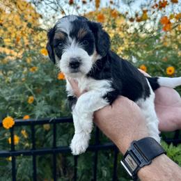 Aussiedoodle and Bernedoodle Puppies from LolliPop Farms