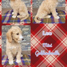 Goldendoodle Puppies from Rose's Doodles