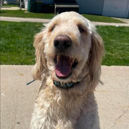 Winston - Cream male Goldendoodle puppy in Stevens Point, Wisconsin from Dogs of Dewey Acres