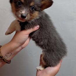 Darlin - Blue female Pembroke Welsh Corgi puppy in Tucson, Arizona from D-S Ranch Corgis