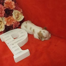 Boy 2 - Blenheim Cavalier King Charles Spaniel puppy in Stilwell, Oklahoma from Parker's Pups