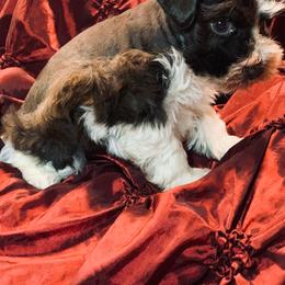 Tugboat aka Tuggy - Parti male Miniature Schnauzer puppy in Kentucky from Mrs Bs Teeny Schnauzers & Doodles