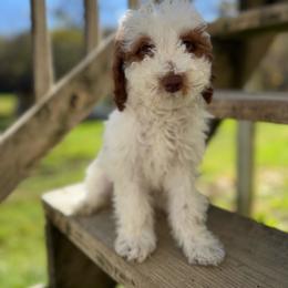 Sneezy - Parti male Goldendoodle puppy in Warsaw, Ohio from Lovabledoodles
