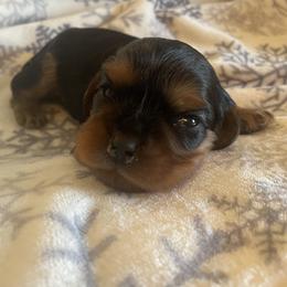 Geno - Black and tan male Cavalier King Charles Spaniel puppy in London, Arkansas from Frosty’s Cavaliers