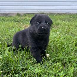 Kyra - Black female German Shepherd puppy in Marshfield, Missouri from Benton K-9 Breeding