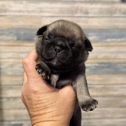 Moose (green) - Fawn male Pug puppy in Hereford, Arizona from Broken Road Ranch Pugs