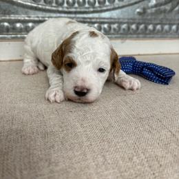 Blue collar - Red  female Goldendoodle puppy in Calico Rock, Arkansas from Cottrell’s Poodles & Doodles