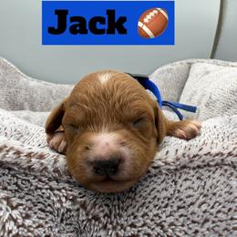 Jack - Blue Collar - Red  male Goldendoodle puppy in Cape Coral, Florida from Nay Nays Mini Doodles