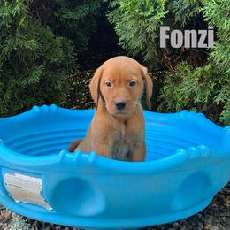 Fonzi - Yellow male Labrador Retriever puppy in Tigard, Oregon from Morrison Labrador Retreivers