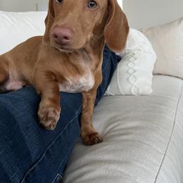 Dachshund All Grown Up from Baileys Dachshunds