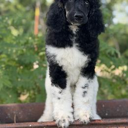 November - Parti male Poodle puppy in Lancaster, Minnesota from Richardville Hunde