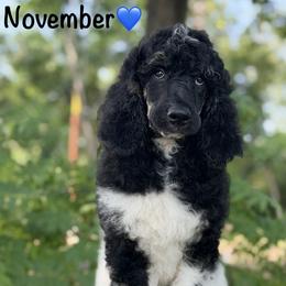 November - Parti male Poodle puppy in Lancaster, Minnesota from Richardville Hunde