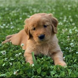 Golden Retriever Puppies from Shupe’s Sweet Southern Goldens