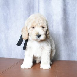 Mini Male Black Collar - Cream male Goldendoodle puppy in Piedmont, South Carolina from The Farm at Saluda Ridge