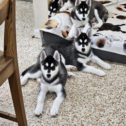 Siberian Husky Puppies from Kardrovi Siberians