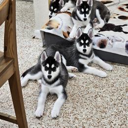 Siberian Husky Puppies from Kardrovi Siberians