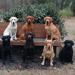 Therapy Dog Trainees - Yellow male Labrador Retriever puppy in Prince George, Virginia from Kingdom Kenelz Labradors