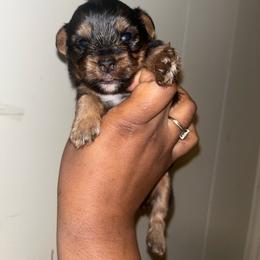 Dory 2500 - Black and tan female Yorkshire Terrier puppy in Gastonia, North Carolina from Banks Dynasty Kennel