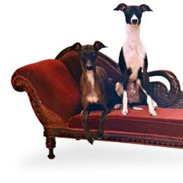 Italian Greyhound All Grown Up from Raindance Italian Greyhounds