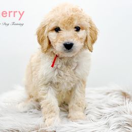 Cherry - Cream Goldendoodle puppy in Lancaster, Minnesota from North Star Dog Training