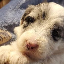 Aussiedoodles from Puppy by Design