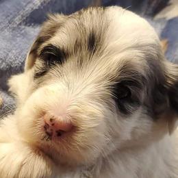 Aussiedoodles from Puppy by Design